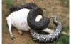 村民們合力抓了一條大蛇，肚子那麼鼓懷疑牠吞了誰家的牛，結果一剖開震驚全村人