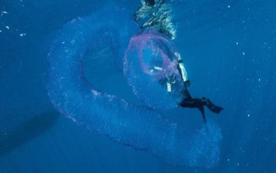 澳洲潛水員在海中發現「粉紅生物」，網友告知後才發現遇到的是「牠」