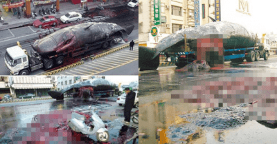 還記得台灣18年前的獵奇事件嗎？馬路上突然「鯨魚大爆炸」畫面只有震撼了：有夠狂！