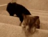 小狗之間的深厚友情，還會幫忙爬樓梯