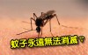 《科學小知識》不要小看牠    蚊子是生態系統中不可或缺的組成部分