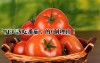 「夏天該吃番茄」的６個理由    到底對身體多有益第四項太重要了＆＃8230;.