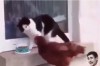 一隻膽大妄為的公雞竟敢大喇喇的開吃貓主子的食物，看來只好使出「超級無敵喵喵拳」來擊退敵人了