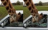 吃貨長頸鹿等不及餵食就把頭伸進車子裡，下一秒「車窗爆裂」嚇壞大家  （圖+影）