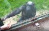 遊客疑惑為什麼「黑猩猩一直比手語」聽完專家翻譯後卻讓網友都哭了！