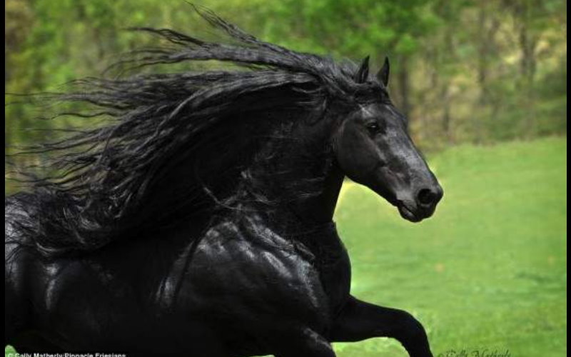           全世界最帥的黑馬《弗里斯馬》！這根本就是魔王BOSS會騎的帥氣黑馬阿！  -               