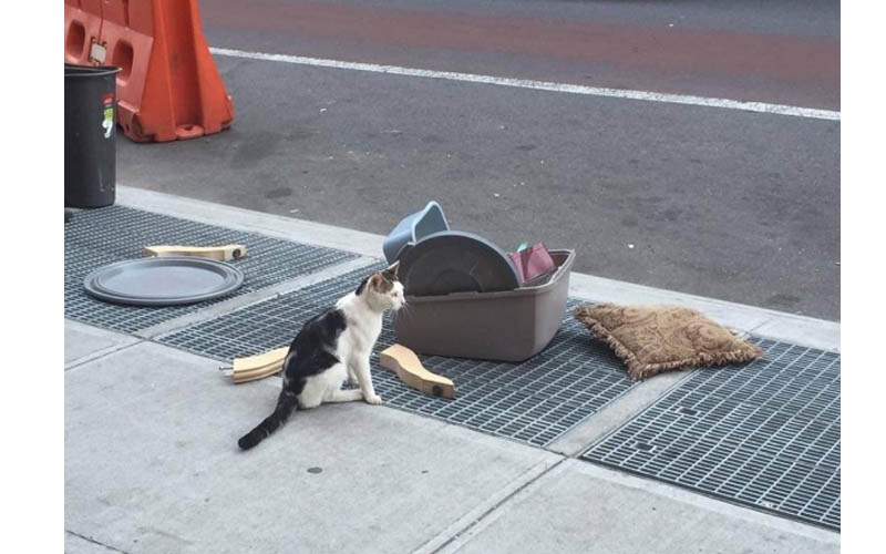 令人心碎！路邊一隻被主人遺棄的貓貓連同寵物用具一起被丟棄在路邊！無助地哭喊！