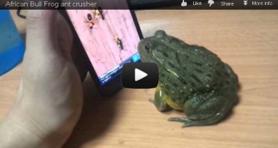 牛蛙玩iPhone。