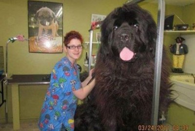 超級巨犬。