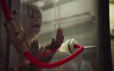 汽車大廠福斯「把猴子關密室吸汽車廢氣做實驗」連人體實驗也秘密進行  結果超驚悚根本不敢公開