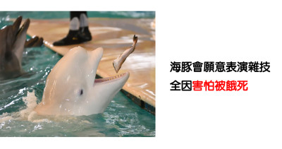 8個證明「人類對海豚」的錯誤迷思，專家解析牠們瞇著眼睛笑其實是一種反抗